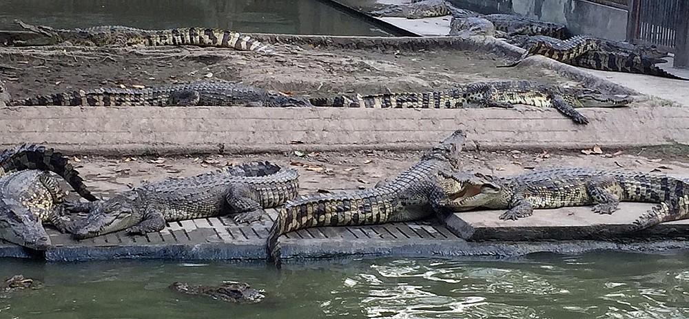 ferme de crocodiles près de Bangkok