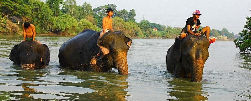 éléphants dans la campagne d'Ayuthaya