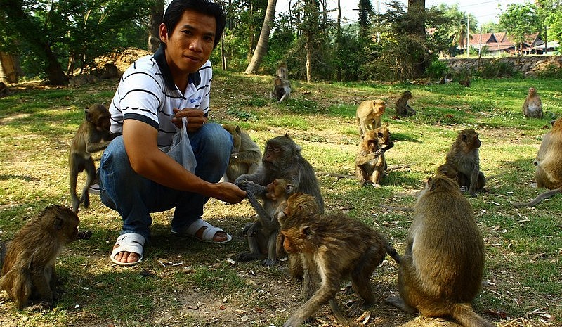 temple aux singes dans la campagne d'Ayuthaya