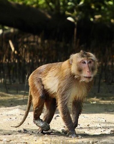 Singe dans la mangrove thaïlandaise