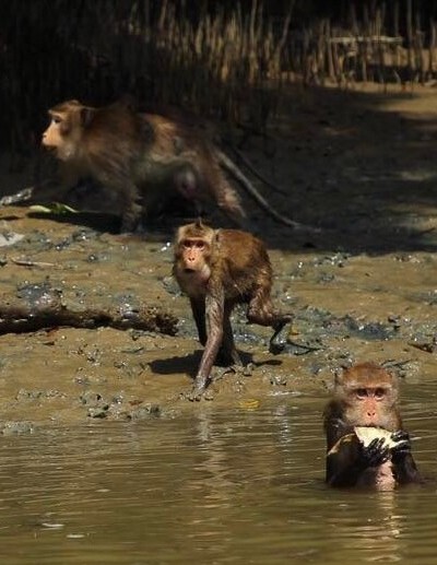 Singe dans la mangrove thaïlandaise