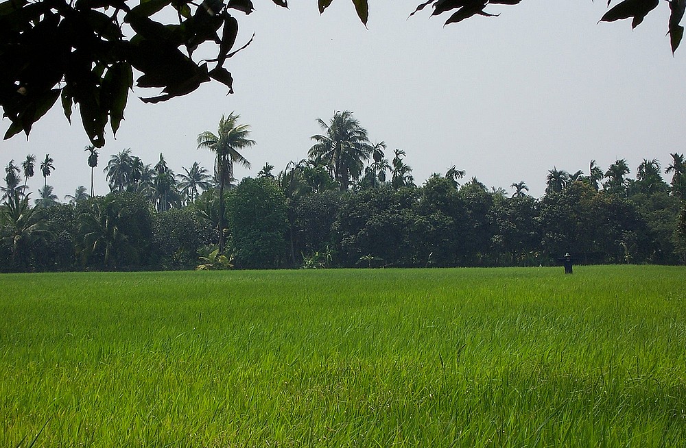 Rizières en Thaïlande, à Mahasawat, près de Bangkok