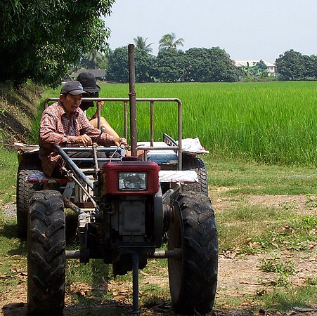 Balade dans les rizière près de Bangkok