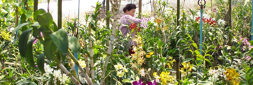 Ferme d'orchidées de Mahasawat, près de Bangkok