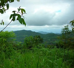Vue depuis le camp de muay thai