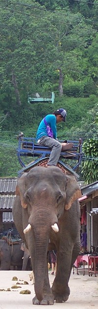 Camp d'�l�phants le long de la Mae Kok