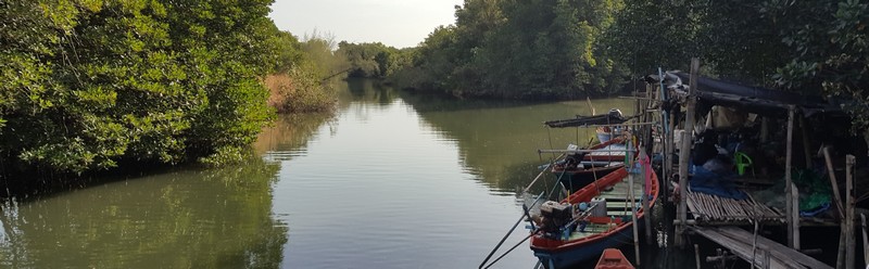 Mangrove en Thailande