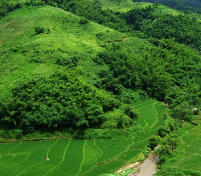 Collines et rizi�res pr�s de Chiang Rai