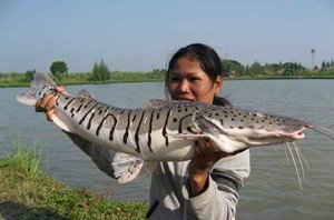 Pêche en Thailand