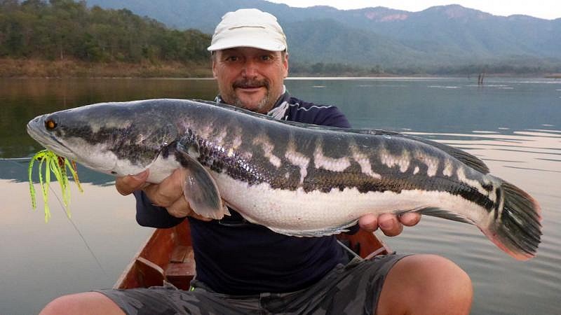 Pêche au Snake head dans les montagnes en Thaïlande