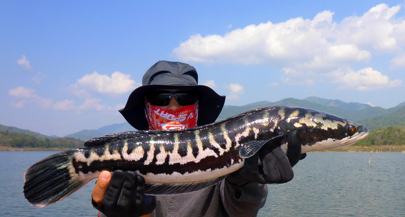 Male snake head pêché en Thaïlande