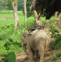 Randonn�e en �l�phant dans la jungle