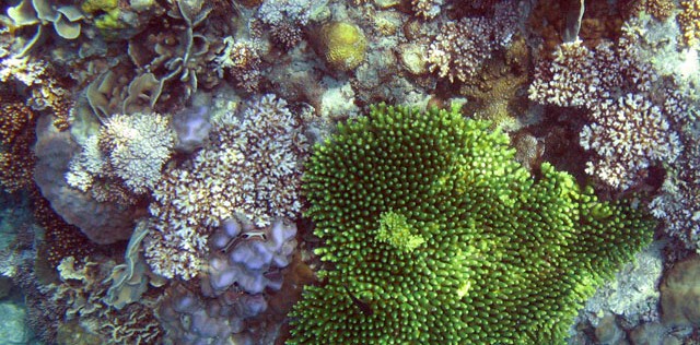 Coraux de Thailande