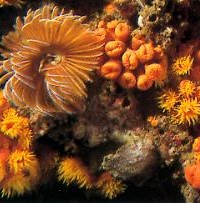 Fonds sous-marins en Thailande