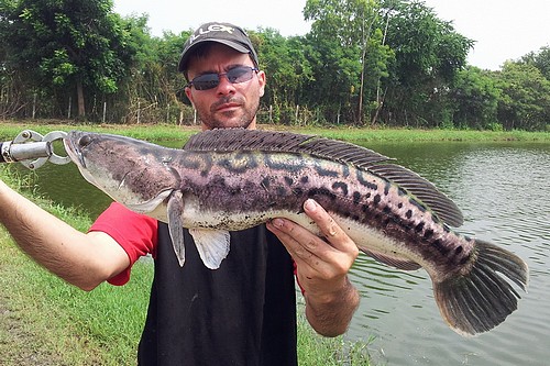 pêche en lac près de Bangkok au Snakehead de Thailande