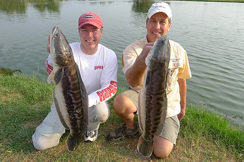 pêche en lac près de Bangkok au Snakehead de Thailande