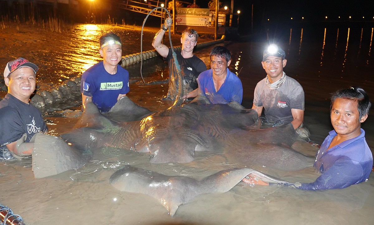 Pêche à la raie géante d'eau douce en rivière en Thaïlande