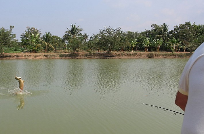 Pêche aux carnassiers en Thailande