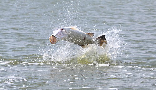 pêche en lac près de Bangkok au baramundi de Thailande