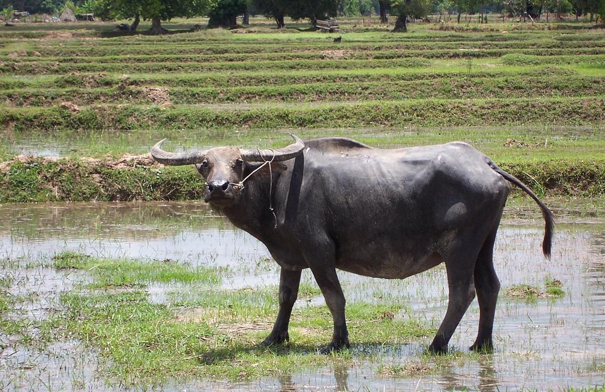 Buffle dans la région d'Issan en Thaïlande