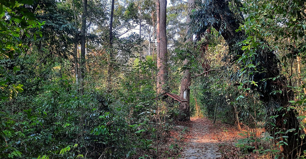 Promenade à pied dans la jungle en Thaïlande