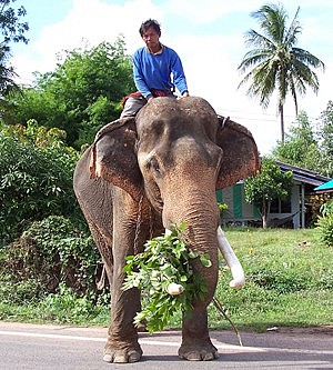 Eléphant à Surin, Issan