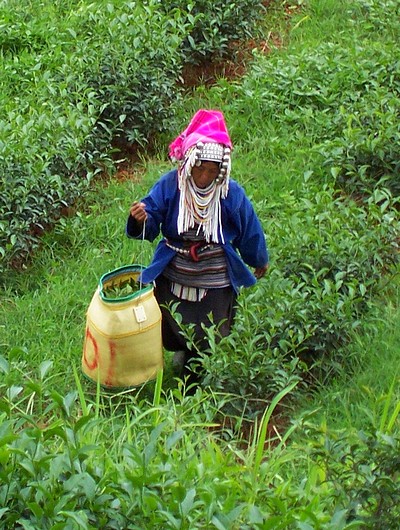 Akha de Thaïlande