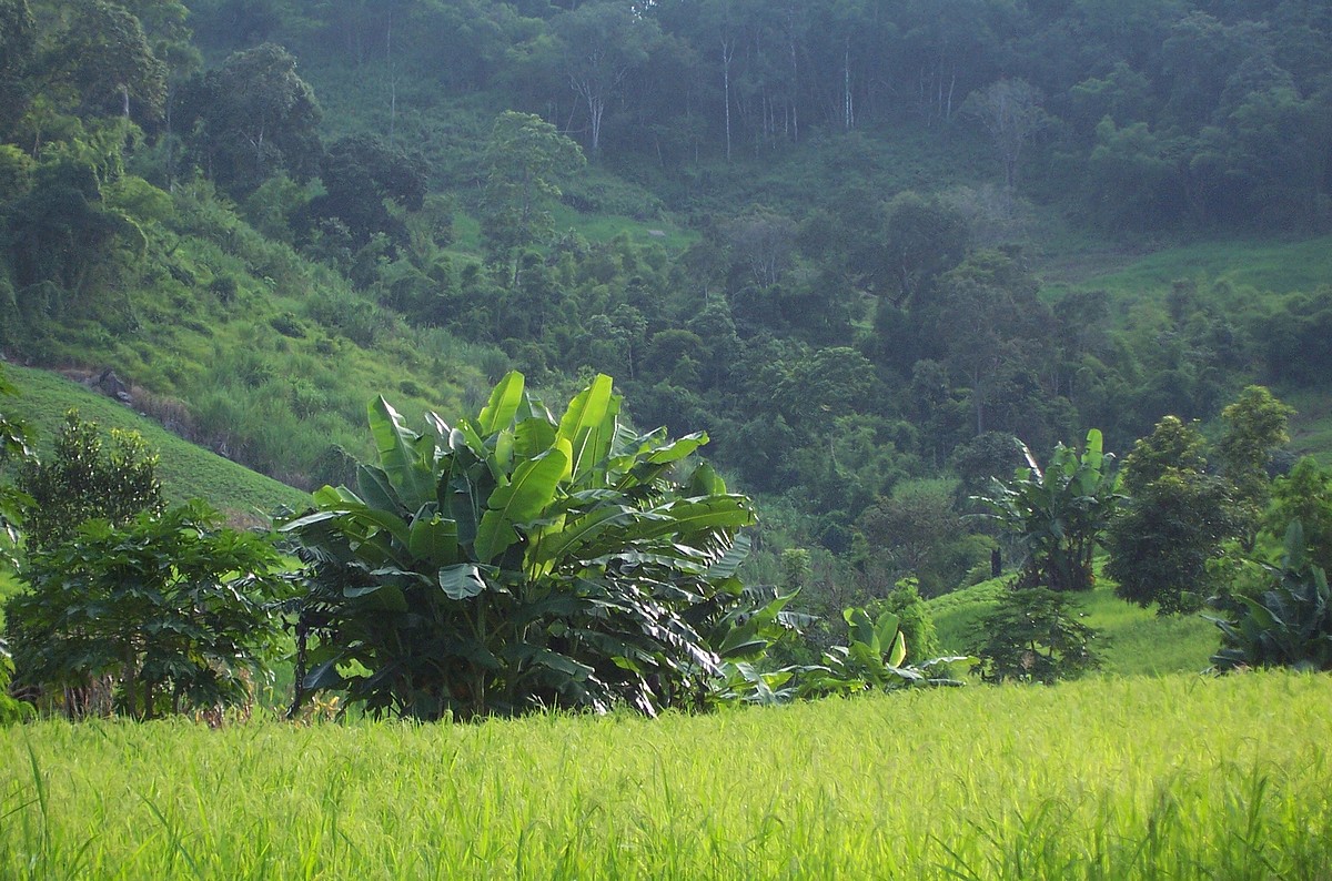 Trekking dans les Collines de Thaïlande du nord