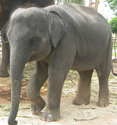 Eléphant en Thailande