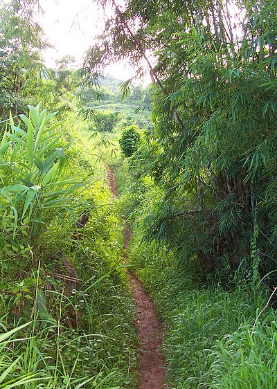 Dans les collines de Thailande